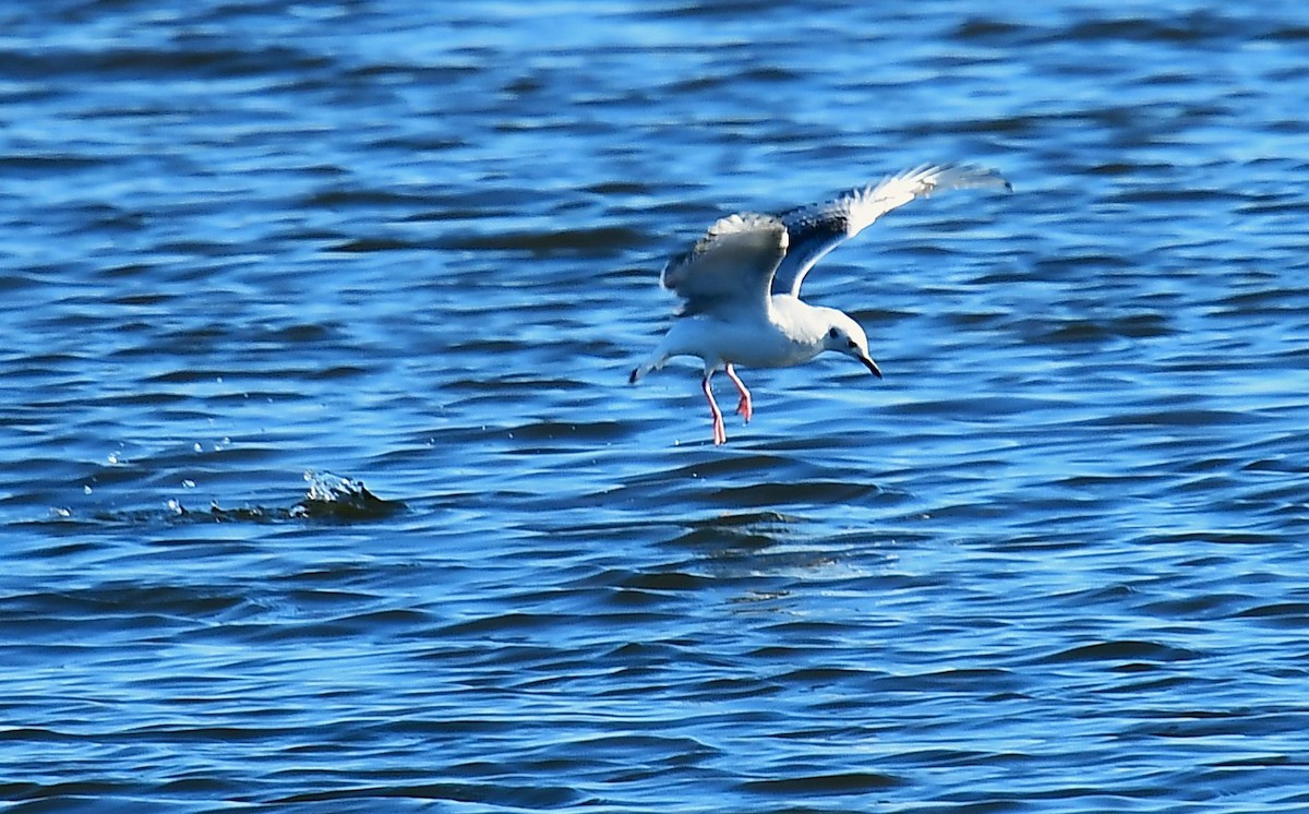 Bonaparte's Gull - ML646078225