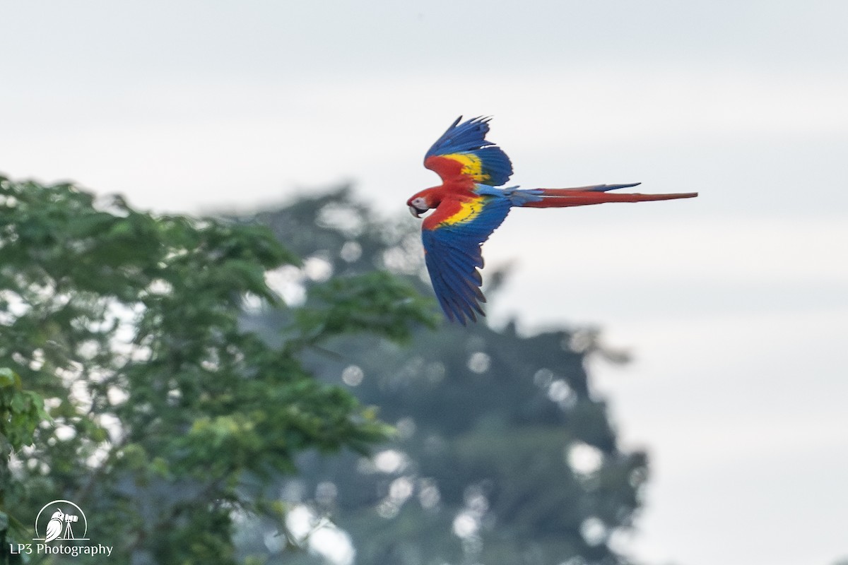 Scarlet Macaw - ML646078226