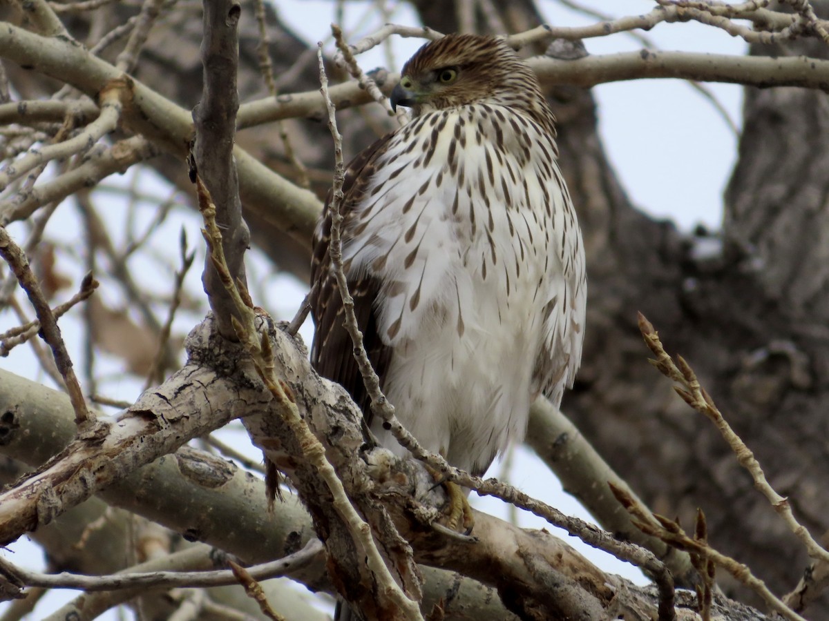 Cooper's Hawk - ML646078227