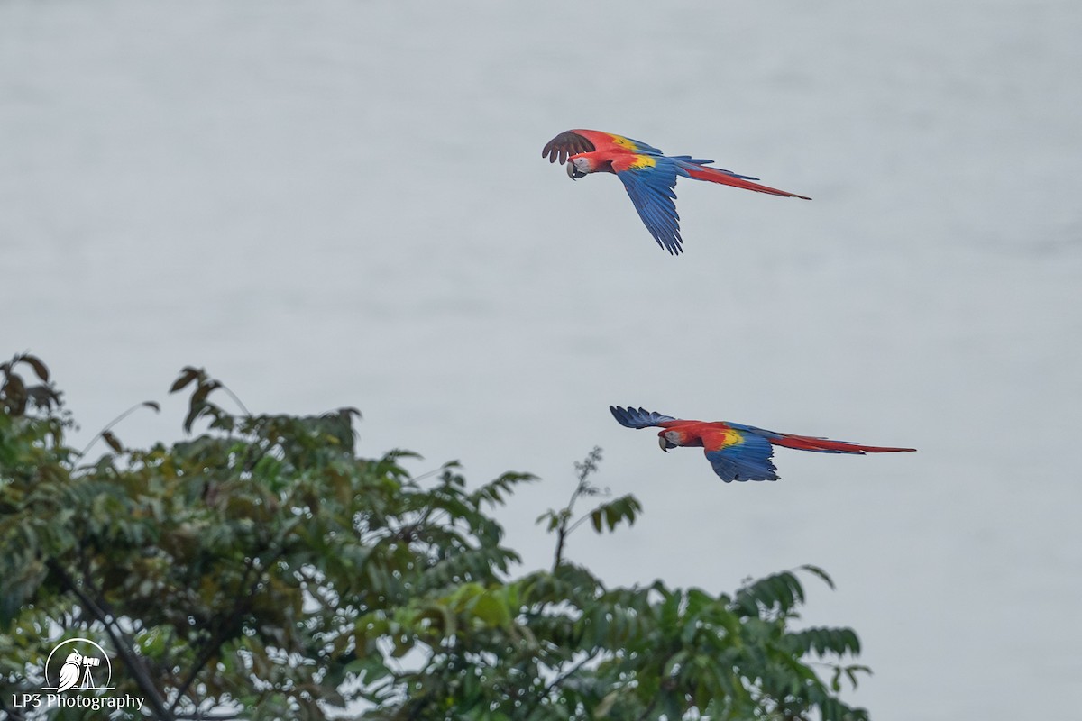 Scarlet Macaw - ML646078229