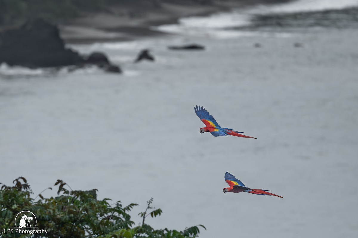 Scarlet Macaw - ML646078230