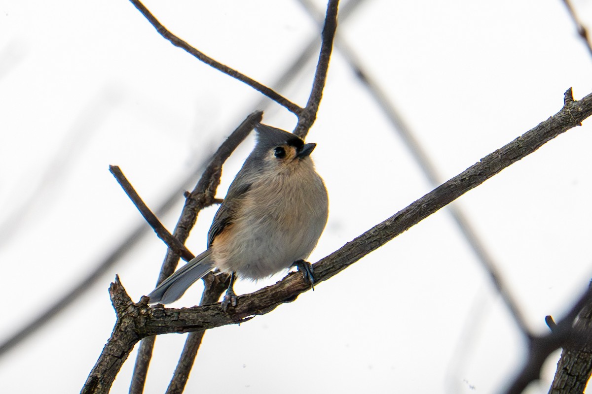 Tufted Titmouse - ML646078231