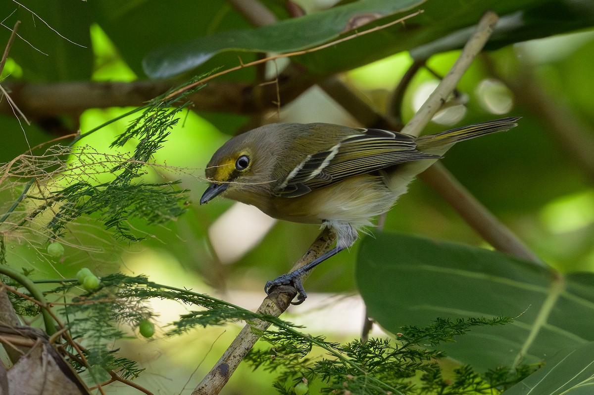 zelenáček bělooký - ML646078232