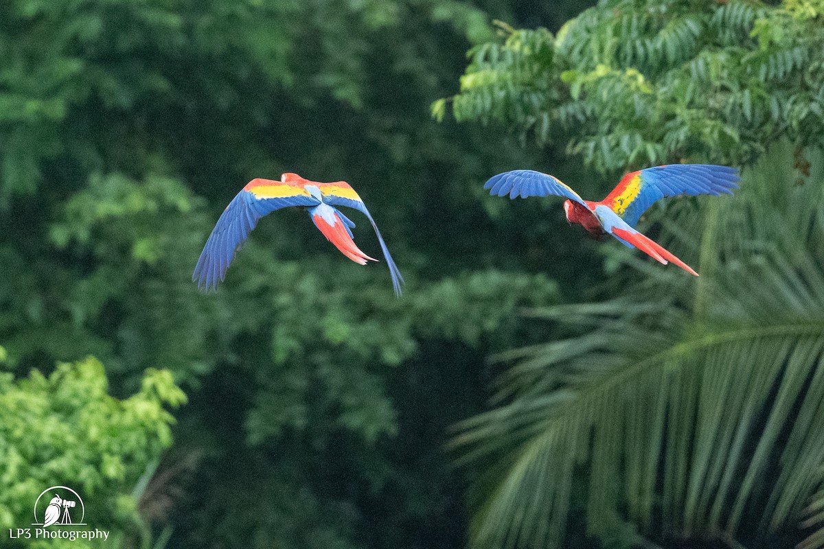 Scarlet Macaw - ML646078237