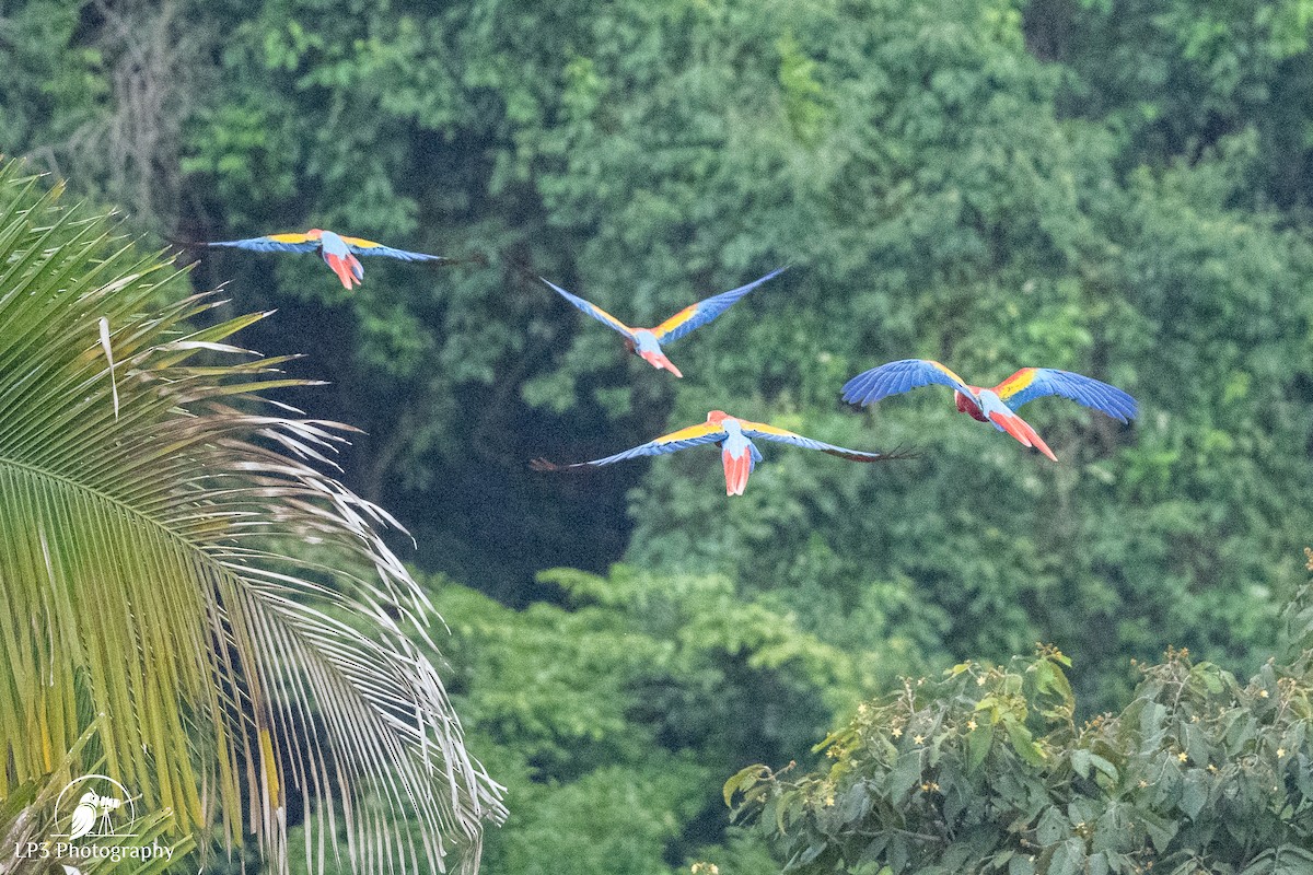 Scarlet Macaw - ML646078238