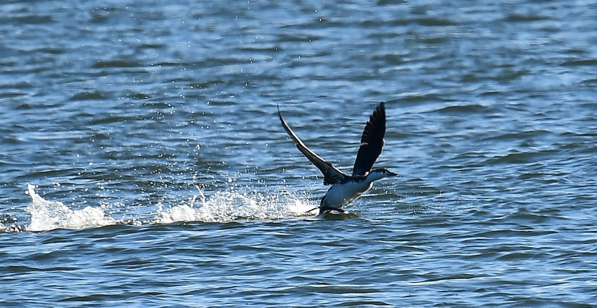 Red-throated Loon - ML646078240