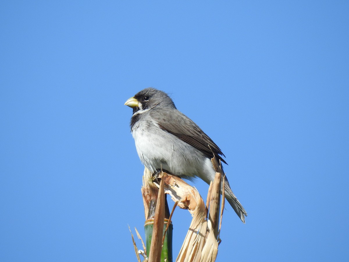Double-collared Seedeater - ML646078241