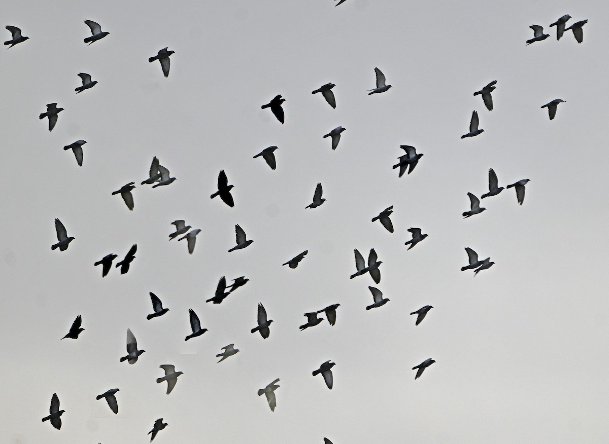 יונת בית - ML646078243