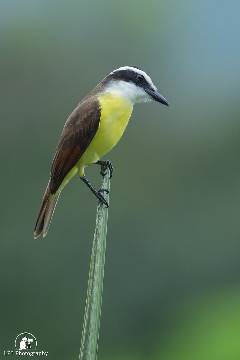 Great Kiskadee - ML646078255