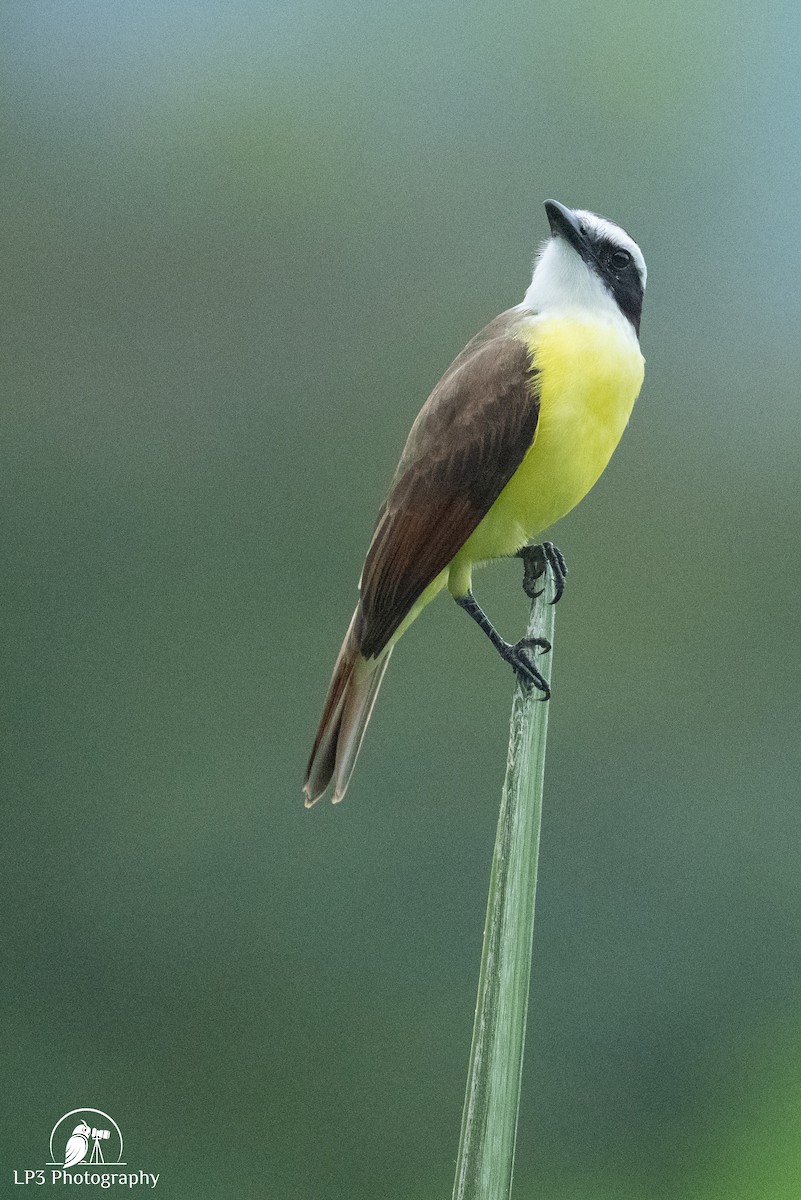 Great Kiskadee - ML646078256