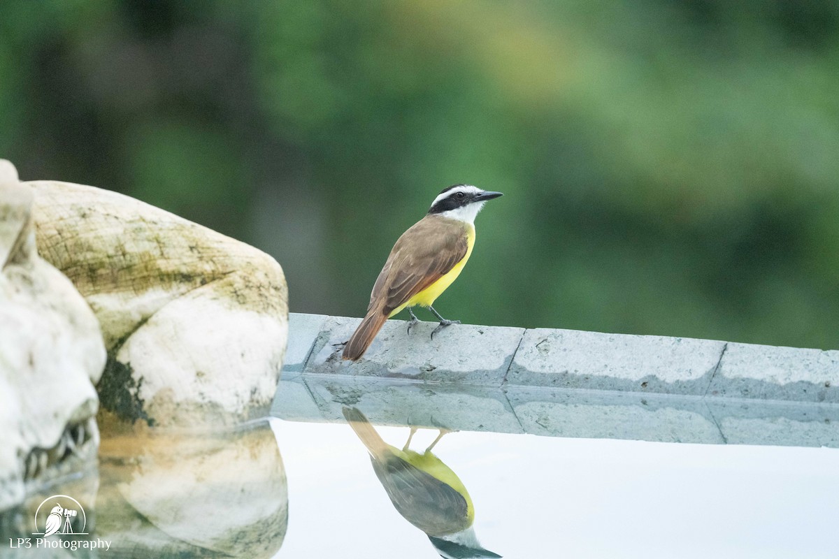 Great Kiskadee - ML646078257