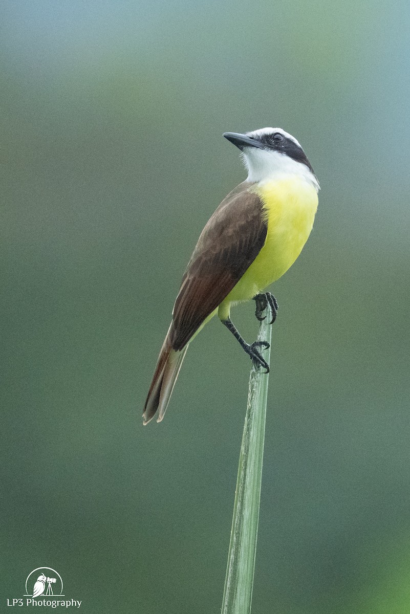 Great Kiskadee - ML646078258