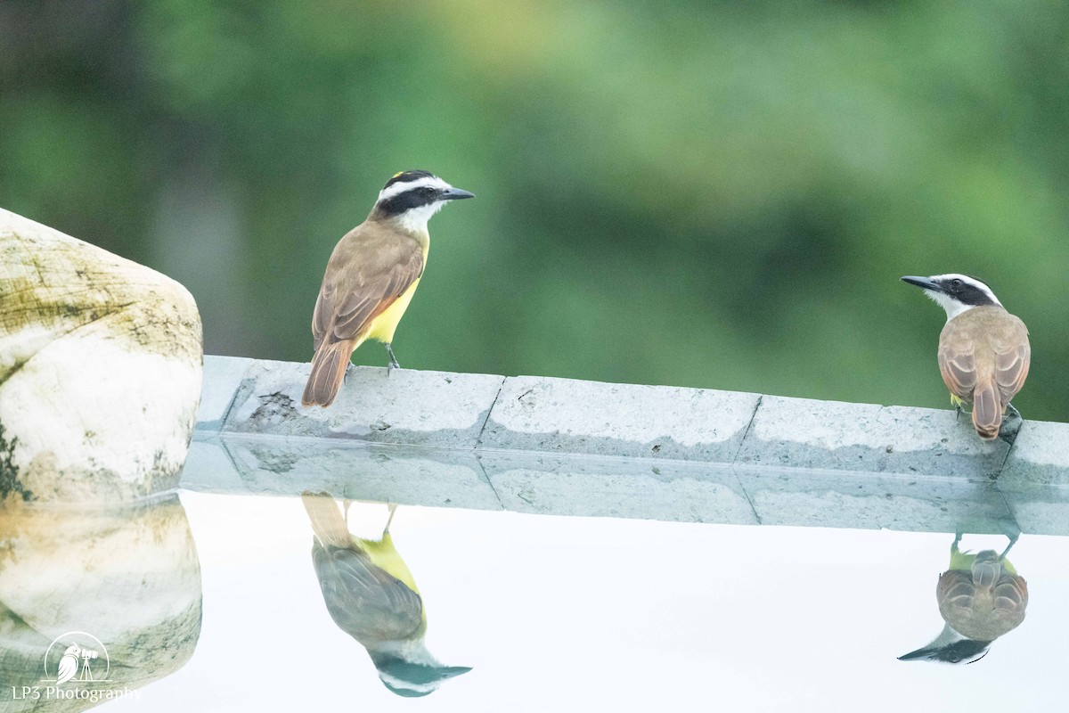 Great Kiskadee - ML646078259