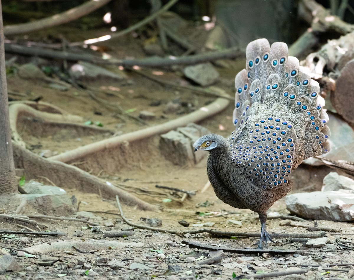 Gray Peacock-Pheasant - ML646078261