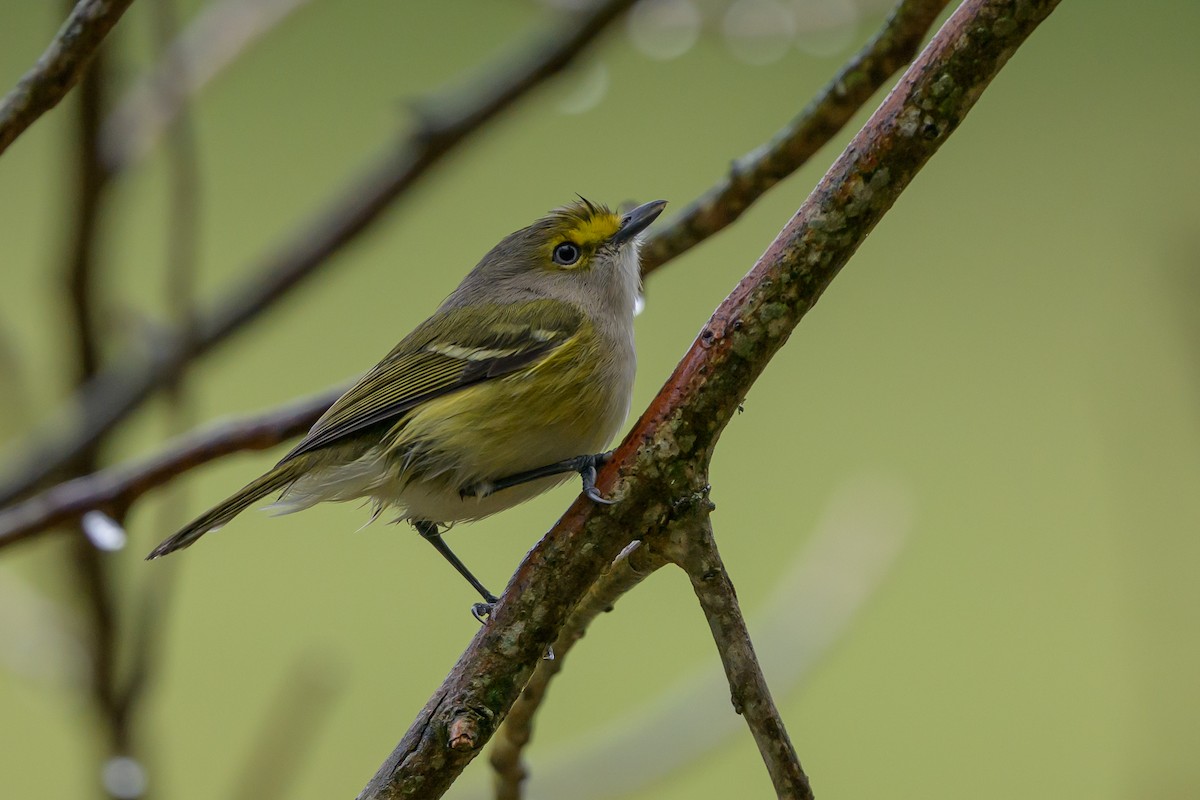 zelenáček bělooký - ML646078262