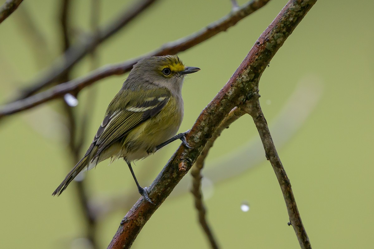 zelenáček bělooký - ML646078263