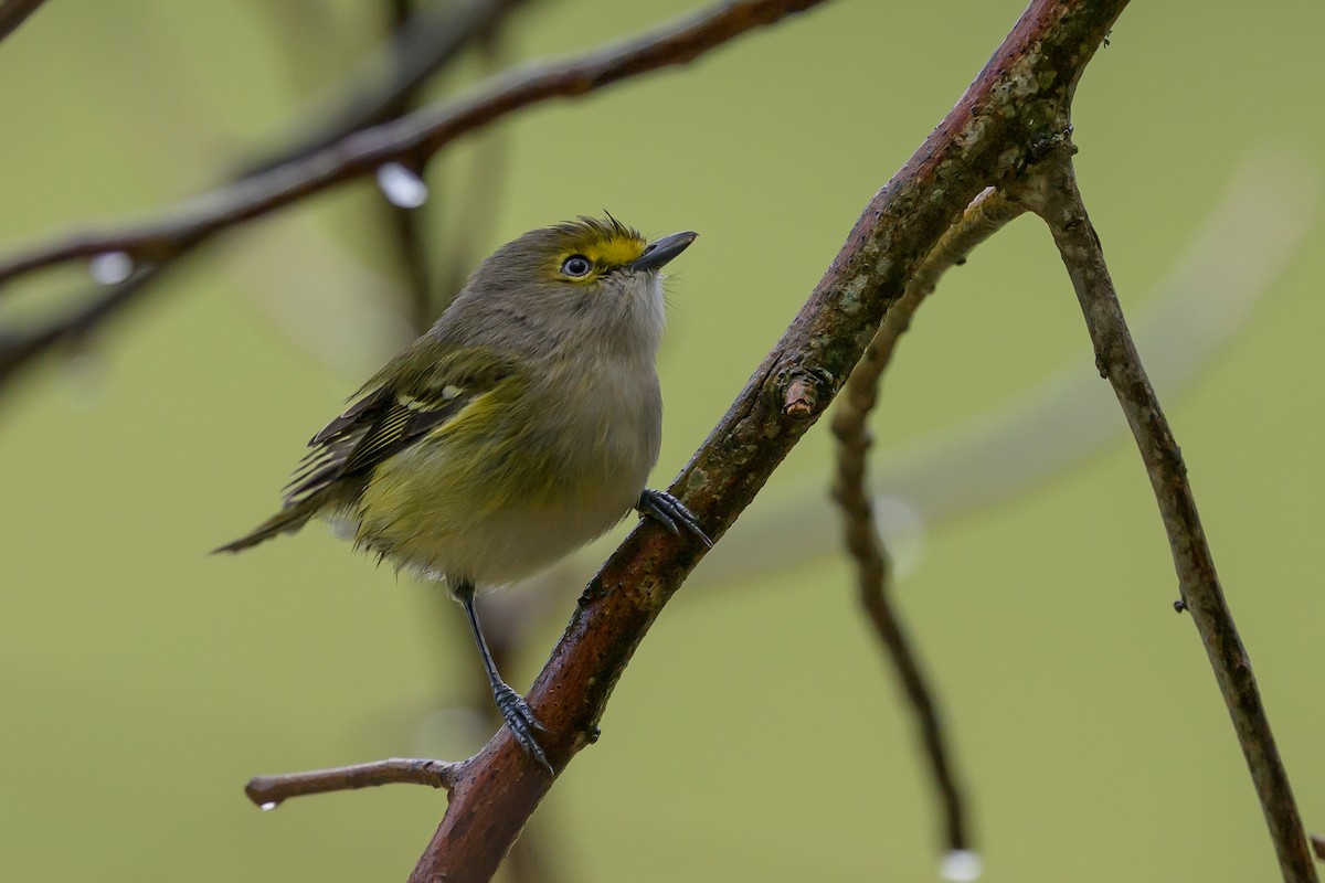 zelenáček bělooký - ML646078264