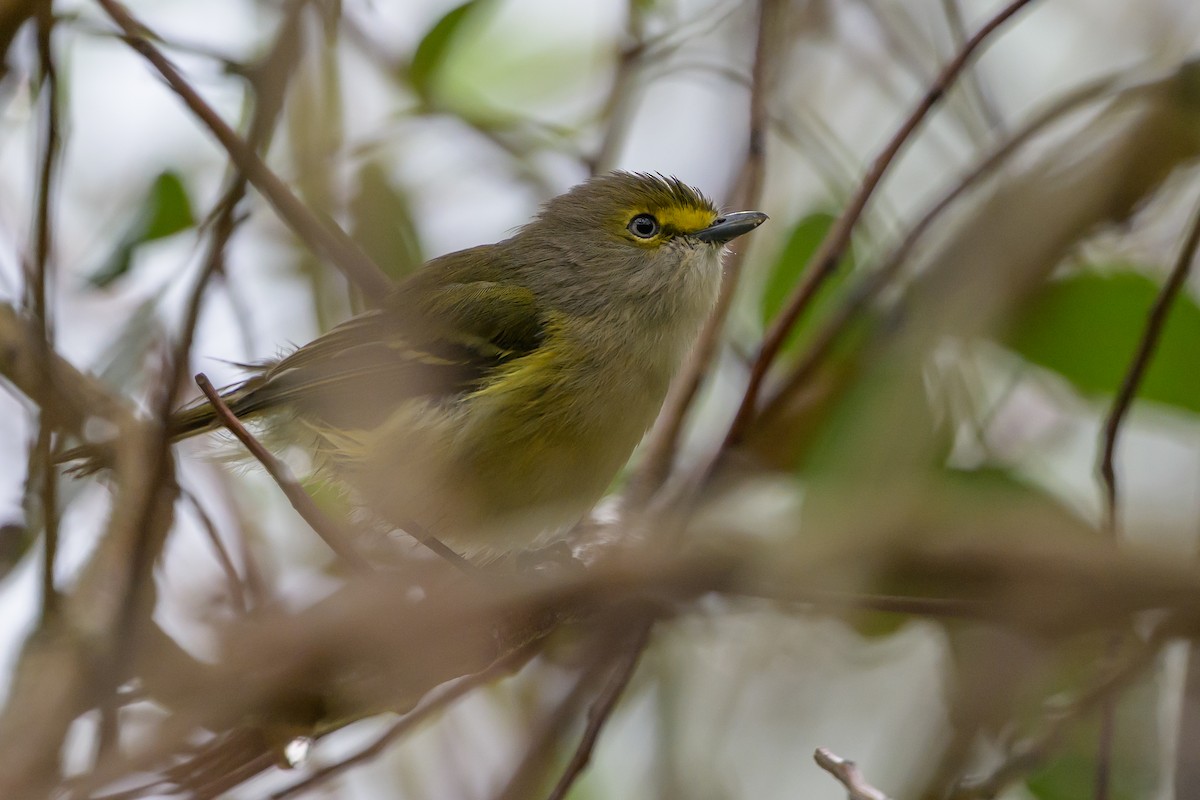 zelenáček bělooký - ML646078265