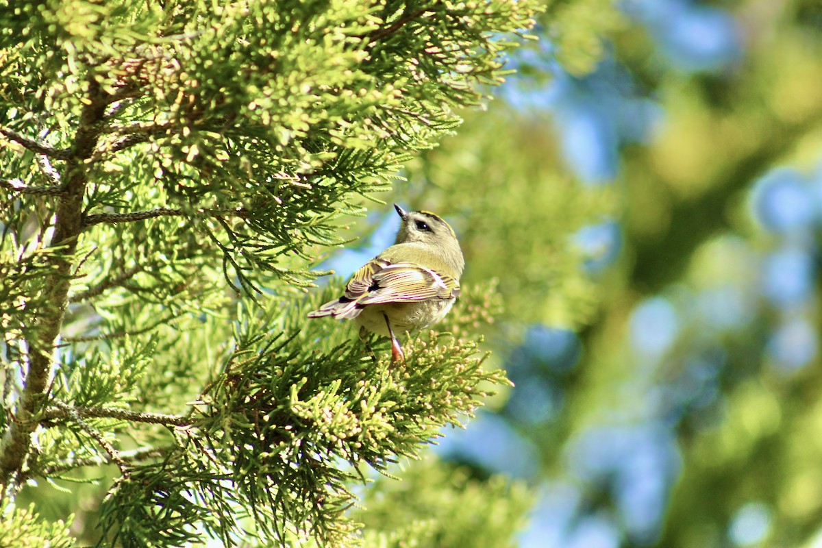 Golden-crowned Kinglet - ML646078267