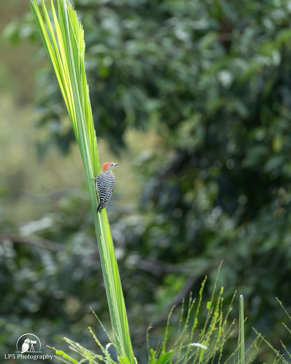 Red-crowned Woodpecker - ML646078271