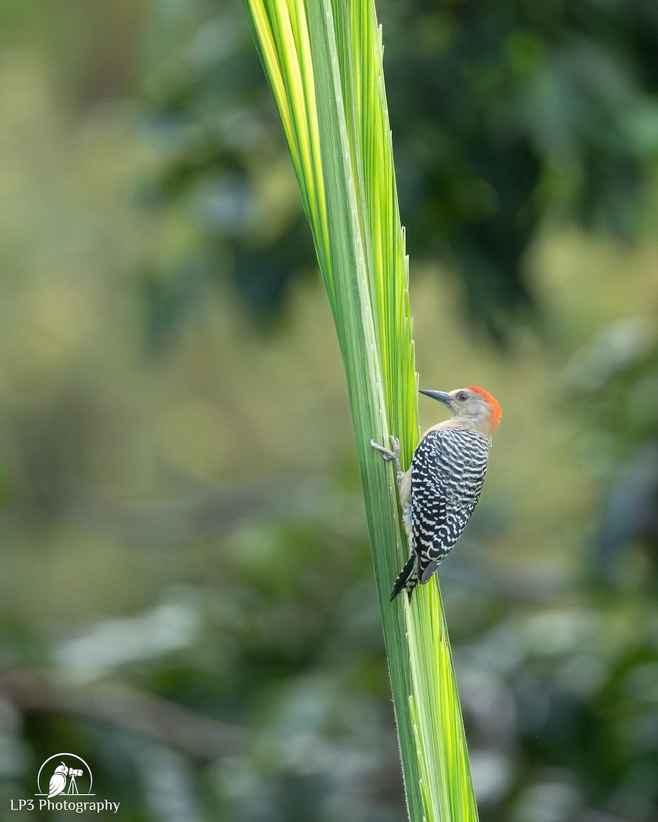 Red-crowned Woodpecker - ML646078272