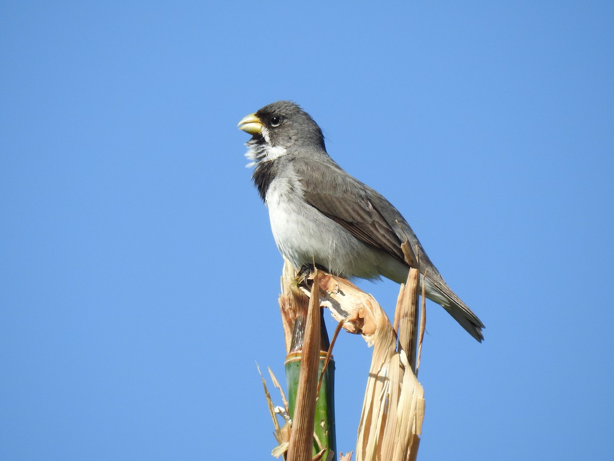 Double-collared Seedeater - ML646078273