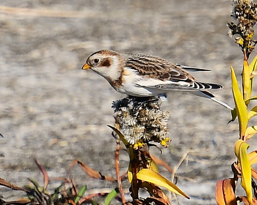 Snow Bunting - ML646078274