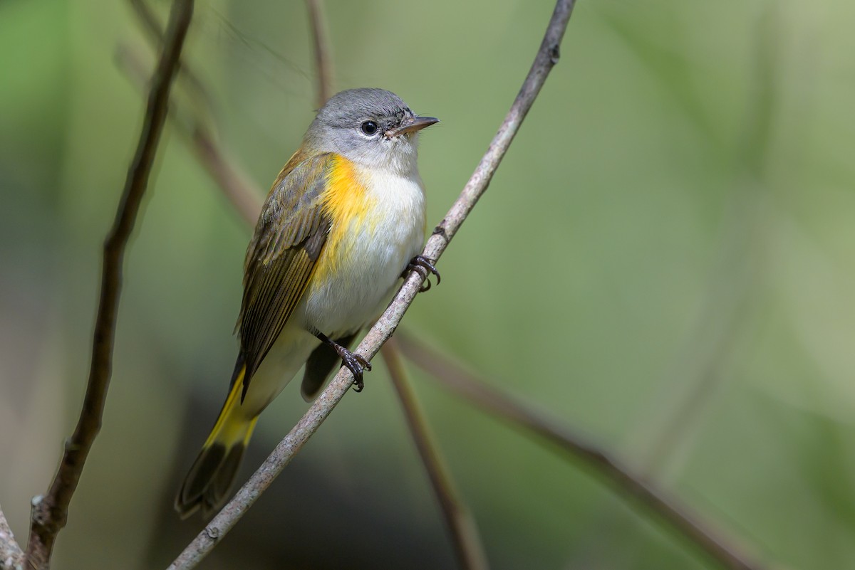 סבכון חכלילי - ML646078275