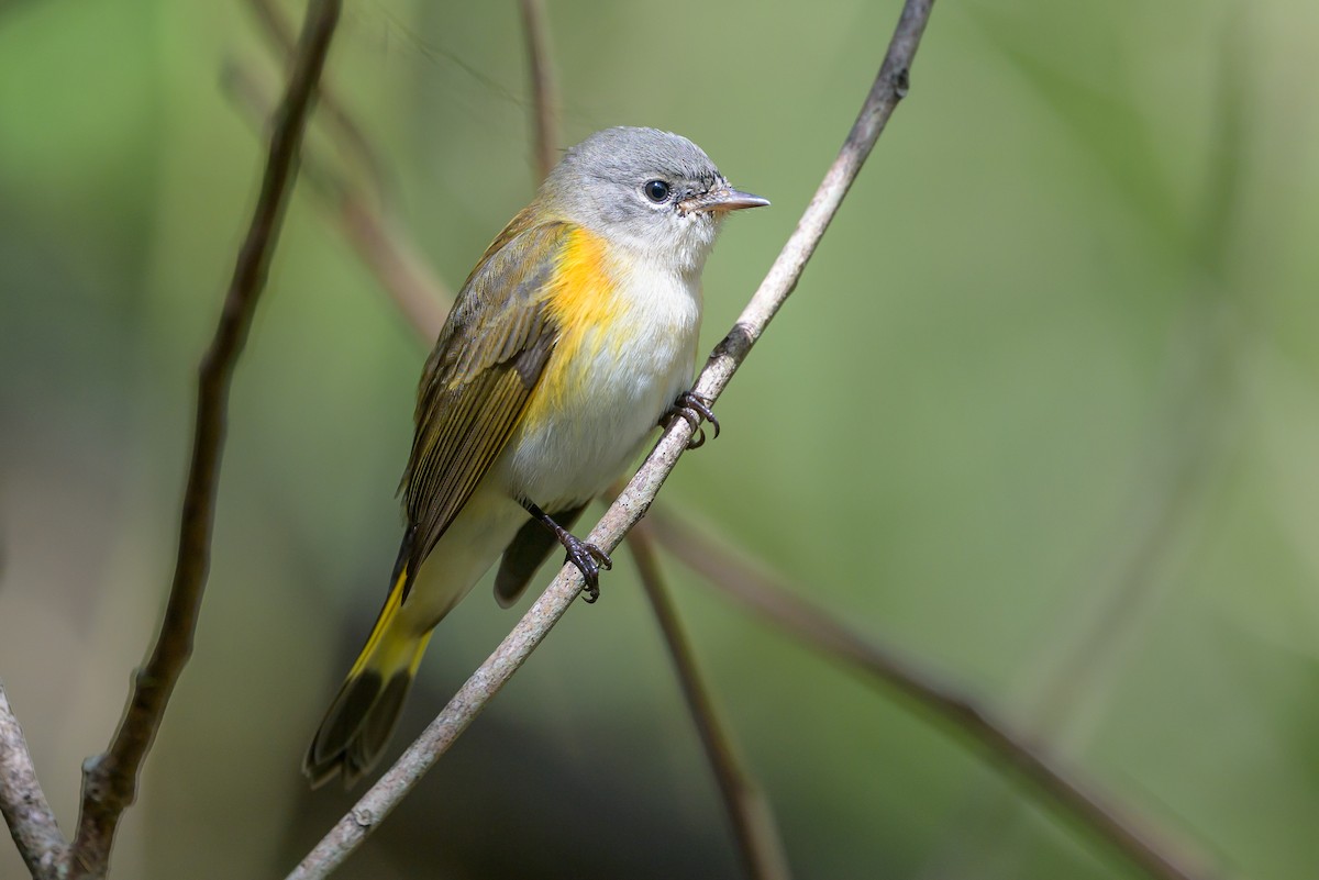 סבכון חכלילי - ML646078276