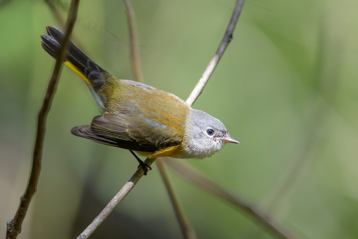 סבכון חכלילי - ML646078277
