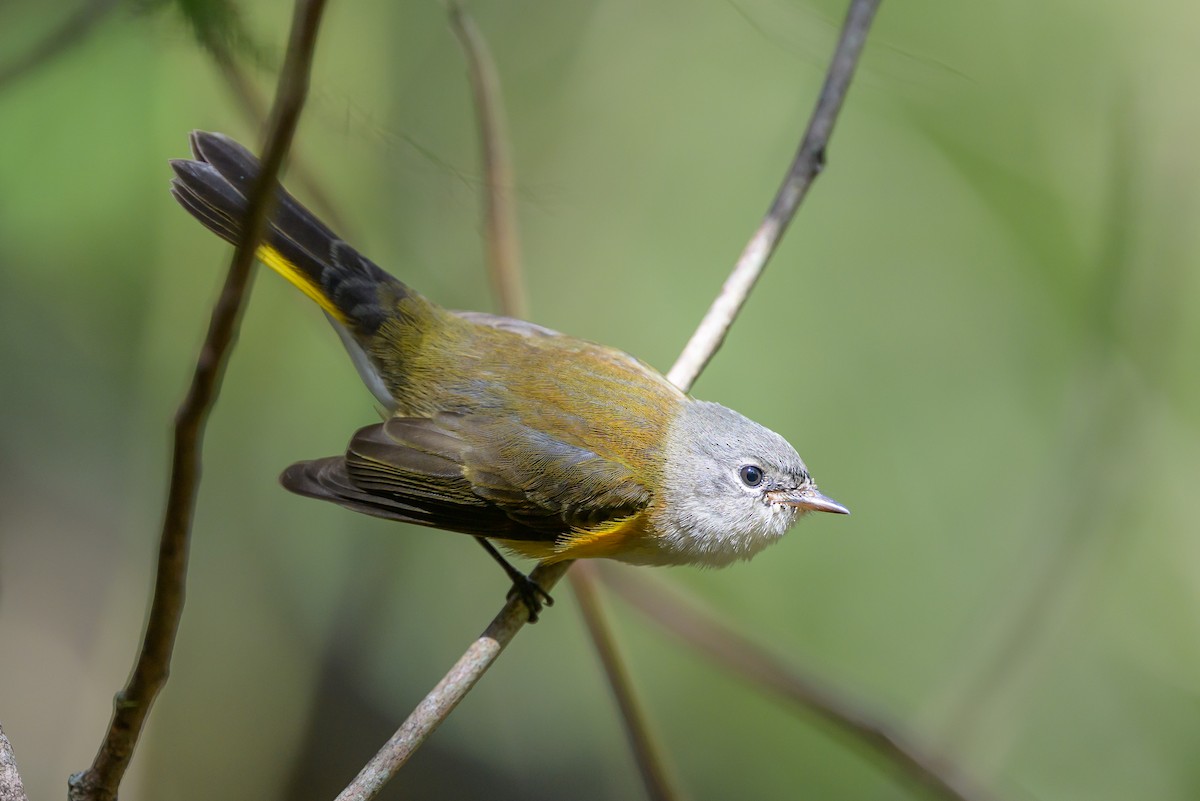 סבכון חכלילי - ML646078278