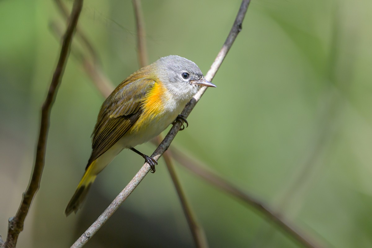 סבכון חכלילי - ML646078279