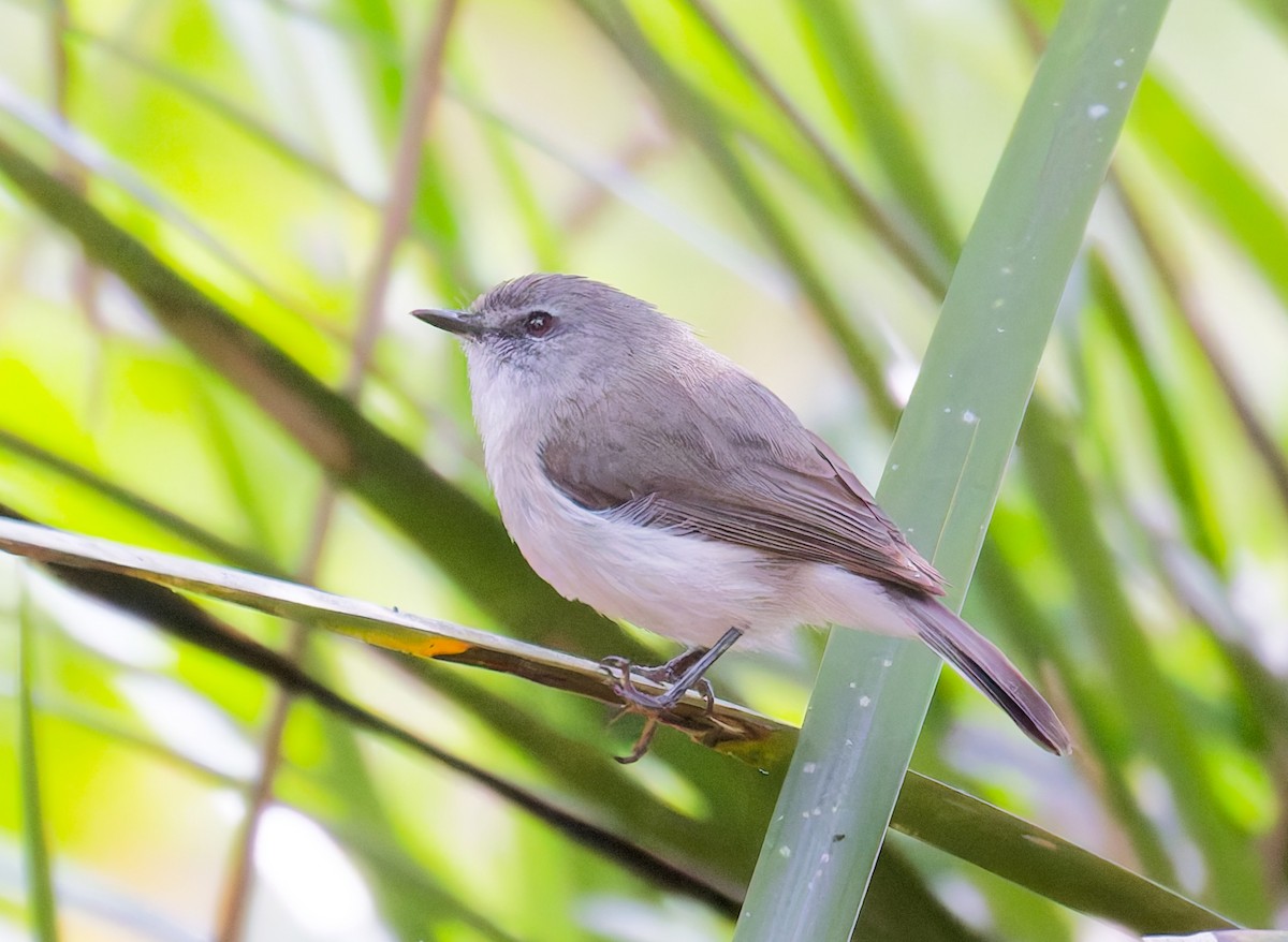 チャイロセンニョムシクイ - ML646078281