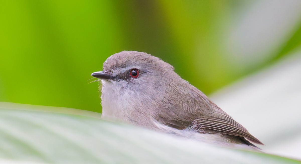 チャイロセンニョムシクイ - ML646078282