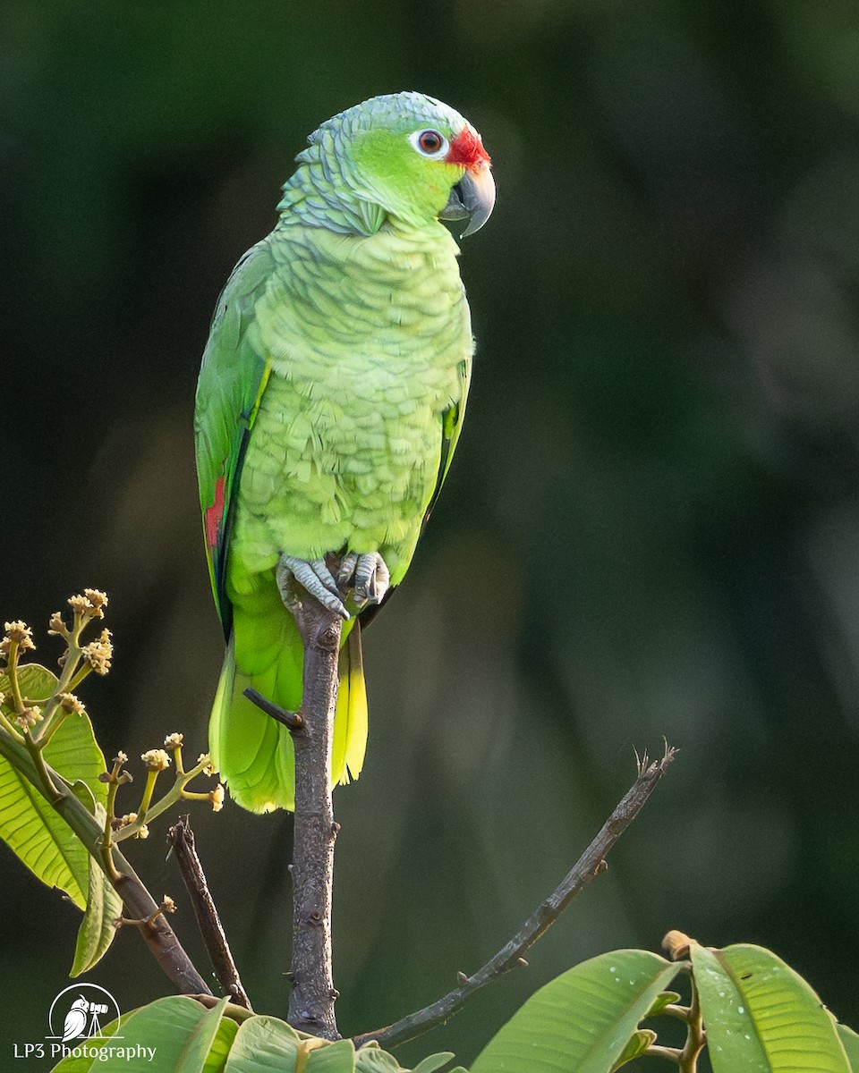 Red-lored Amazon - ML646078283