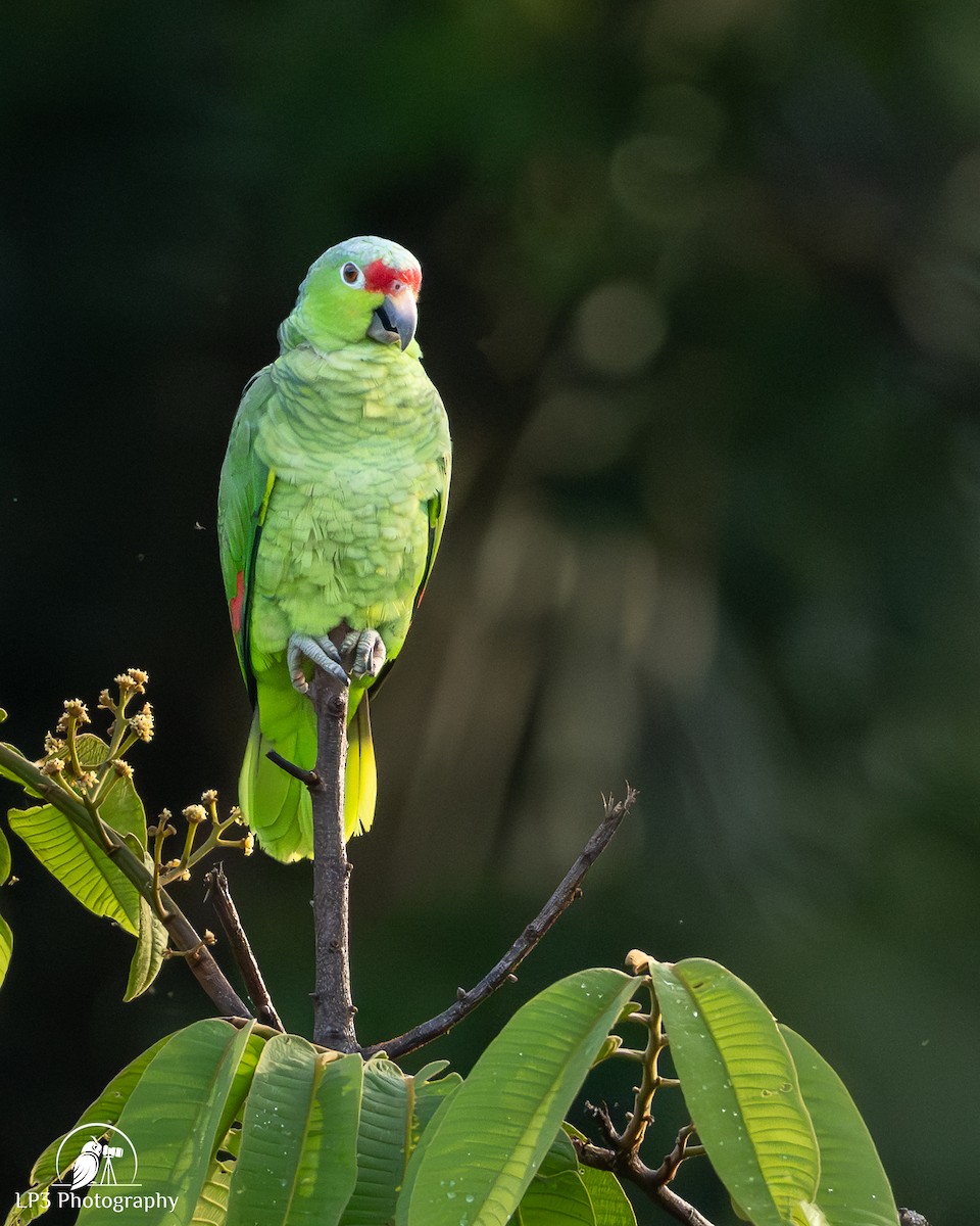 Red-lored Amazon - ML646078284