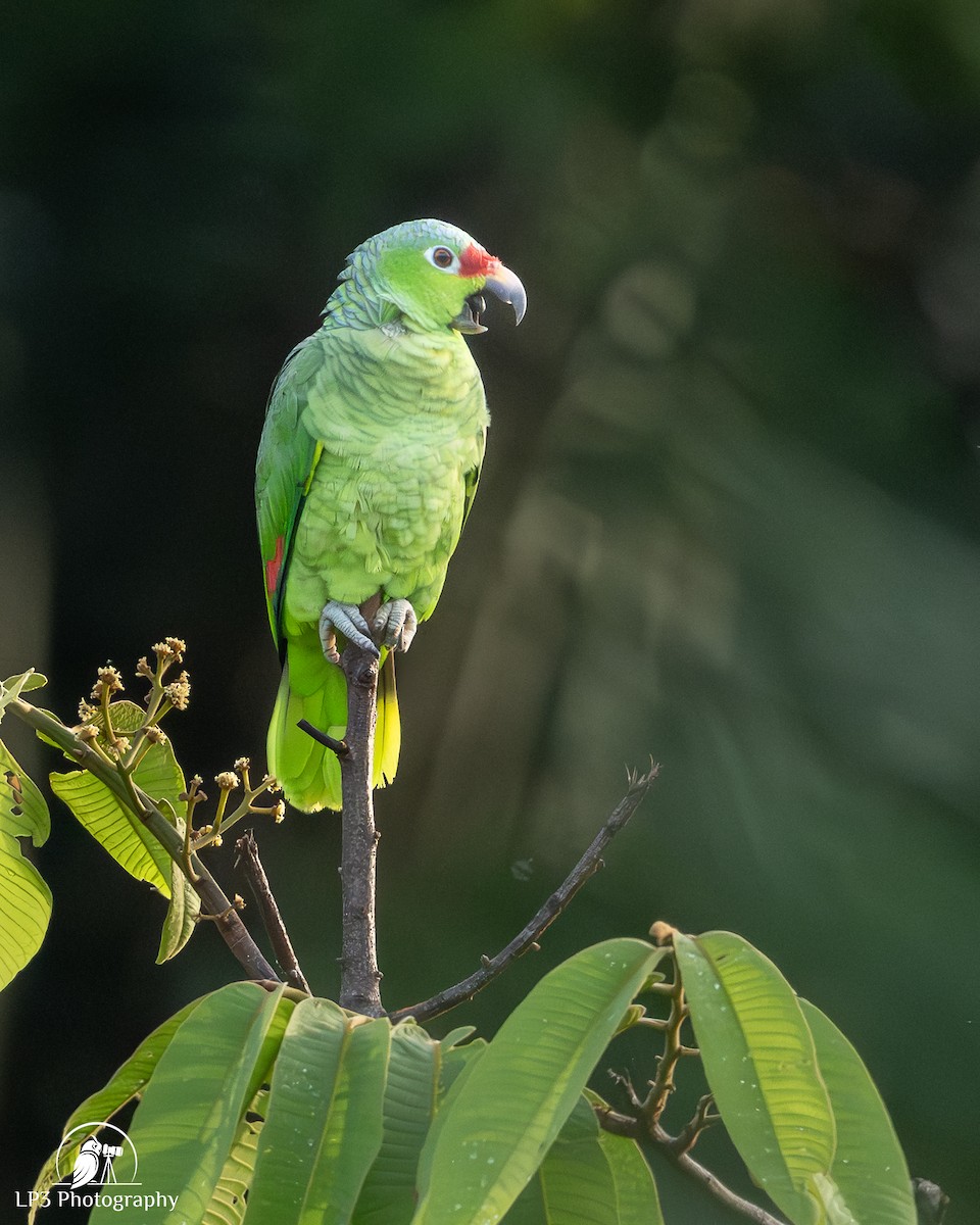 Red-lored Amazon - ML646078285