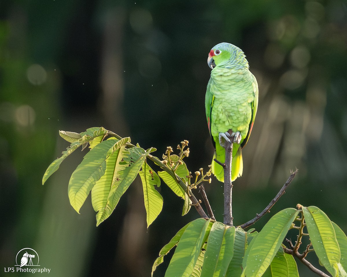 Red-lored Amazon - ML646078286