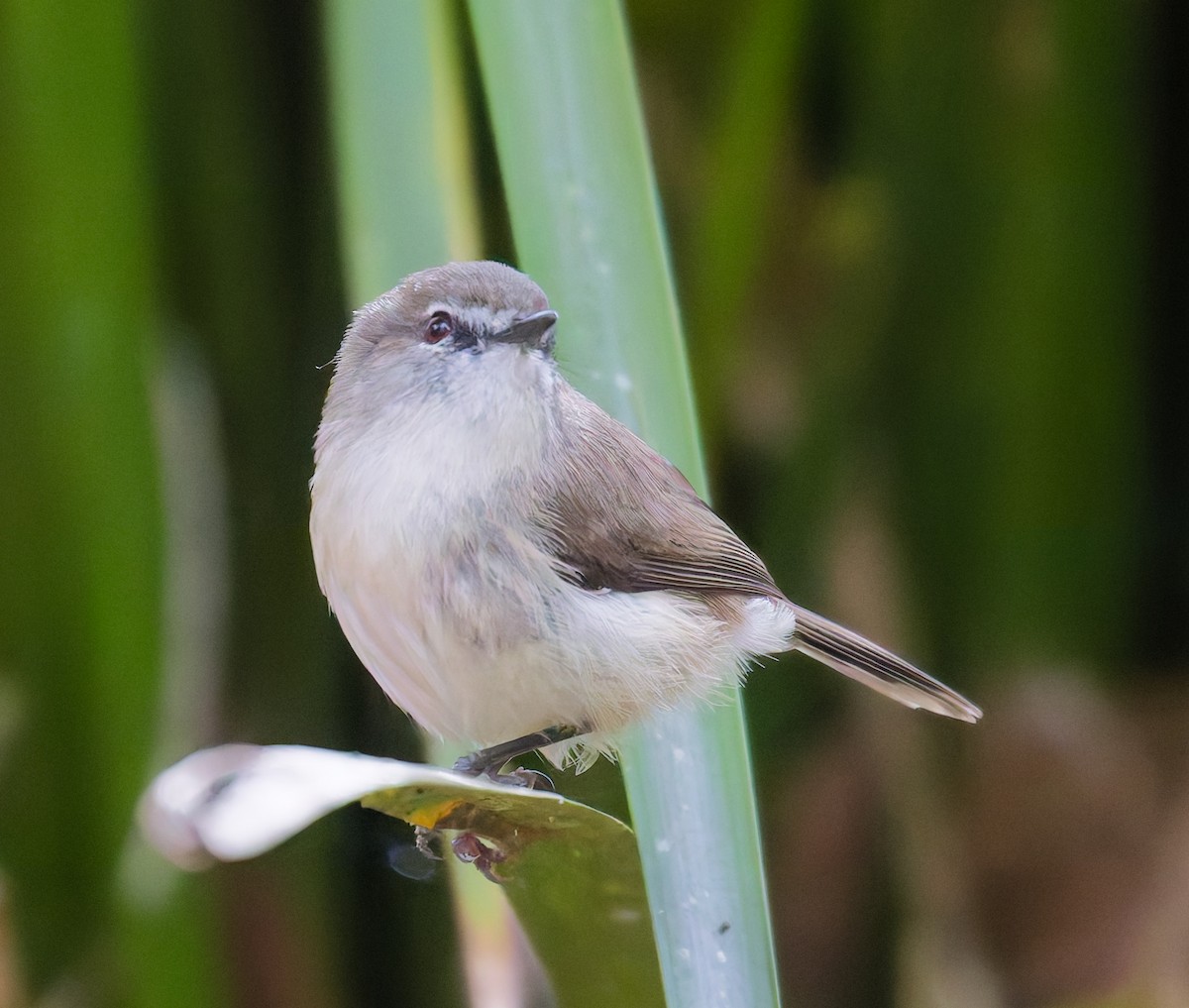 チャイロセンニョムシクイ - ML646078287