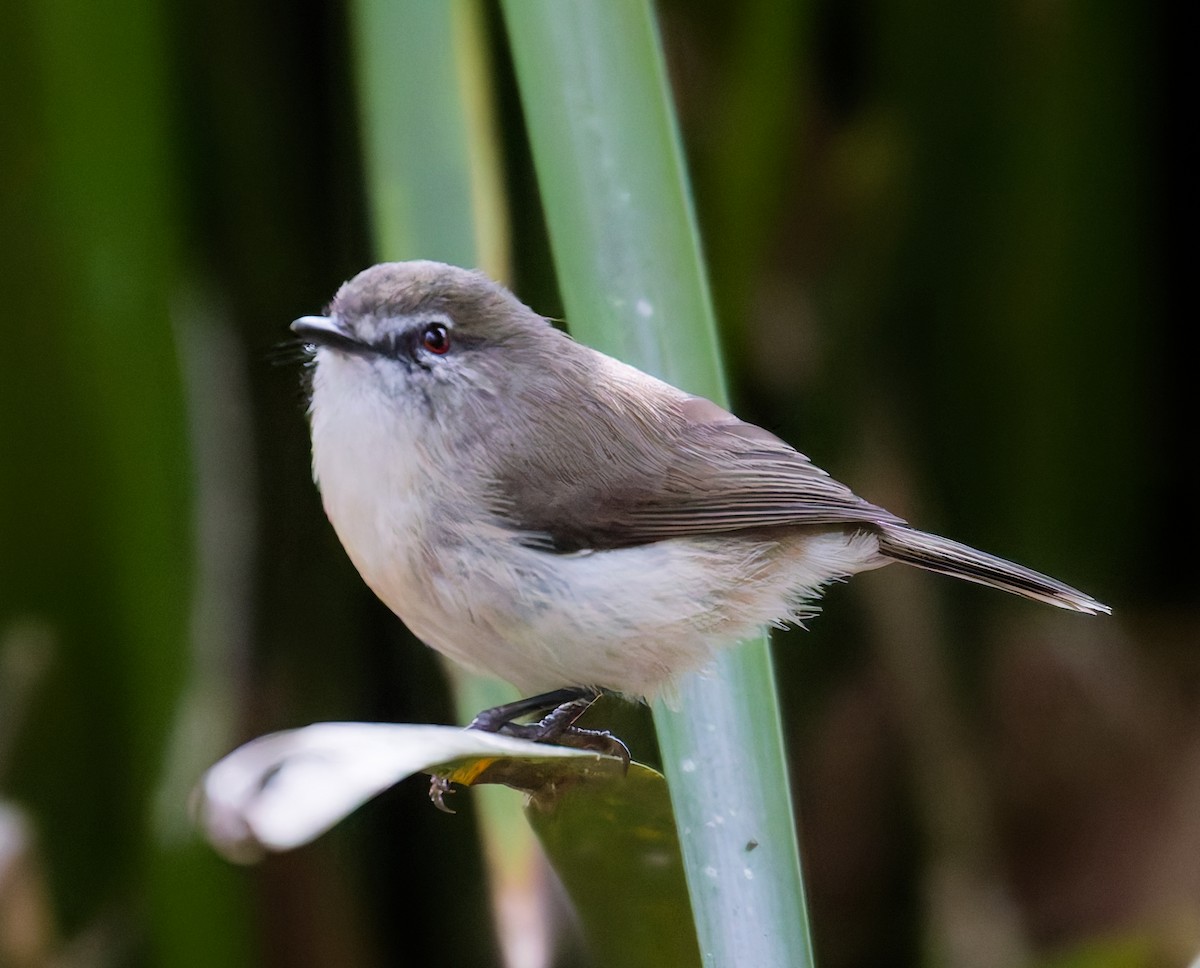 チャイロセンニョムシクイ - ML646078288