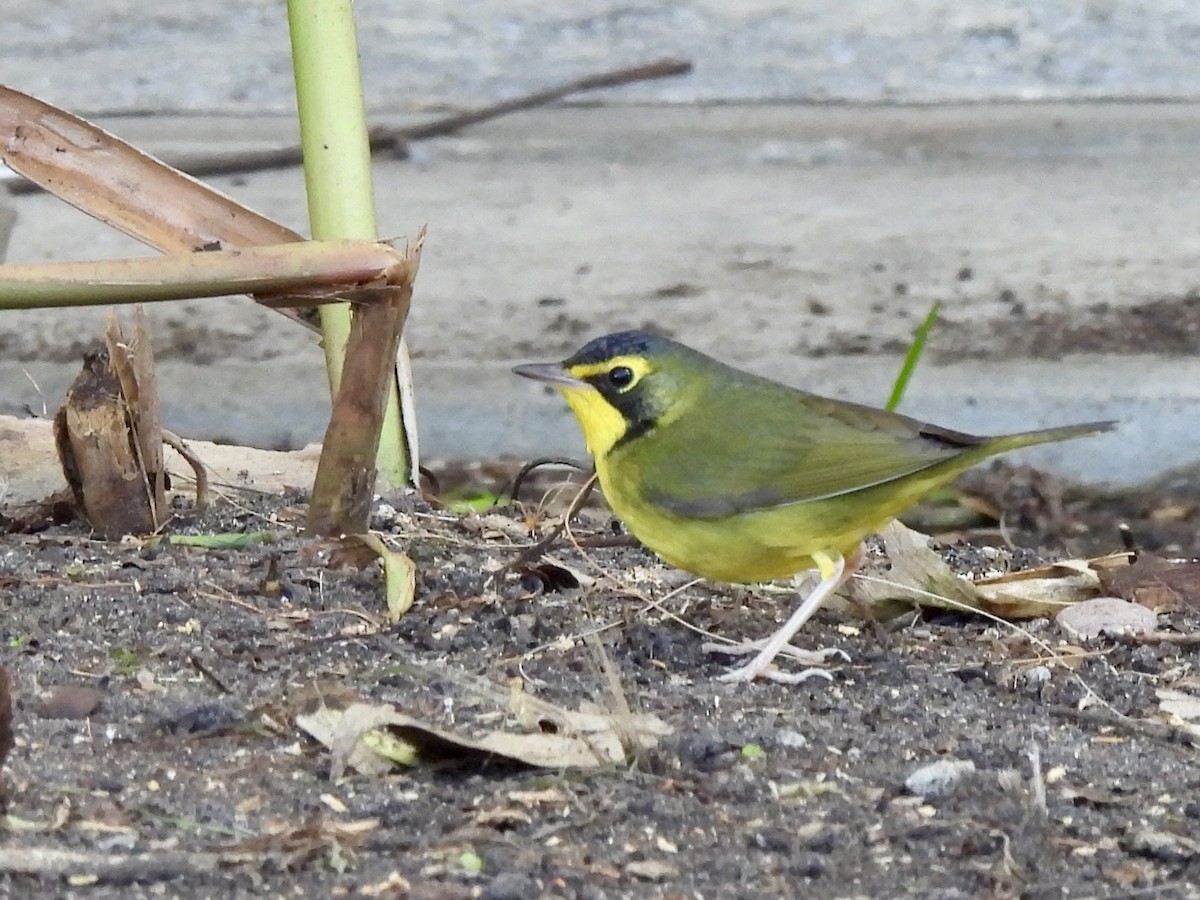 Kentaki Ötleğeni - ML646078289