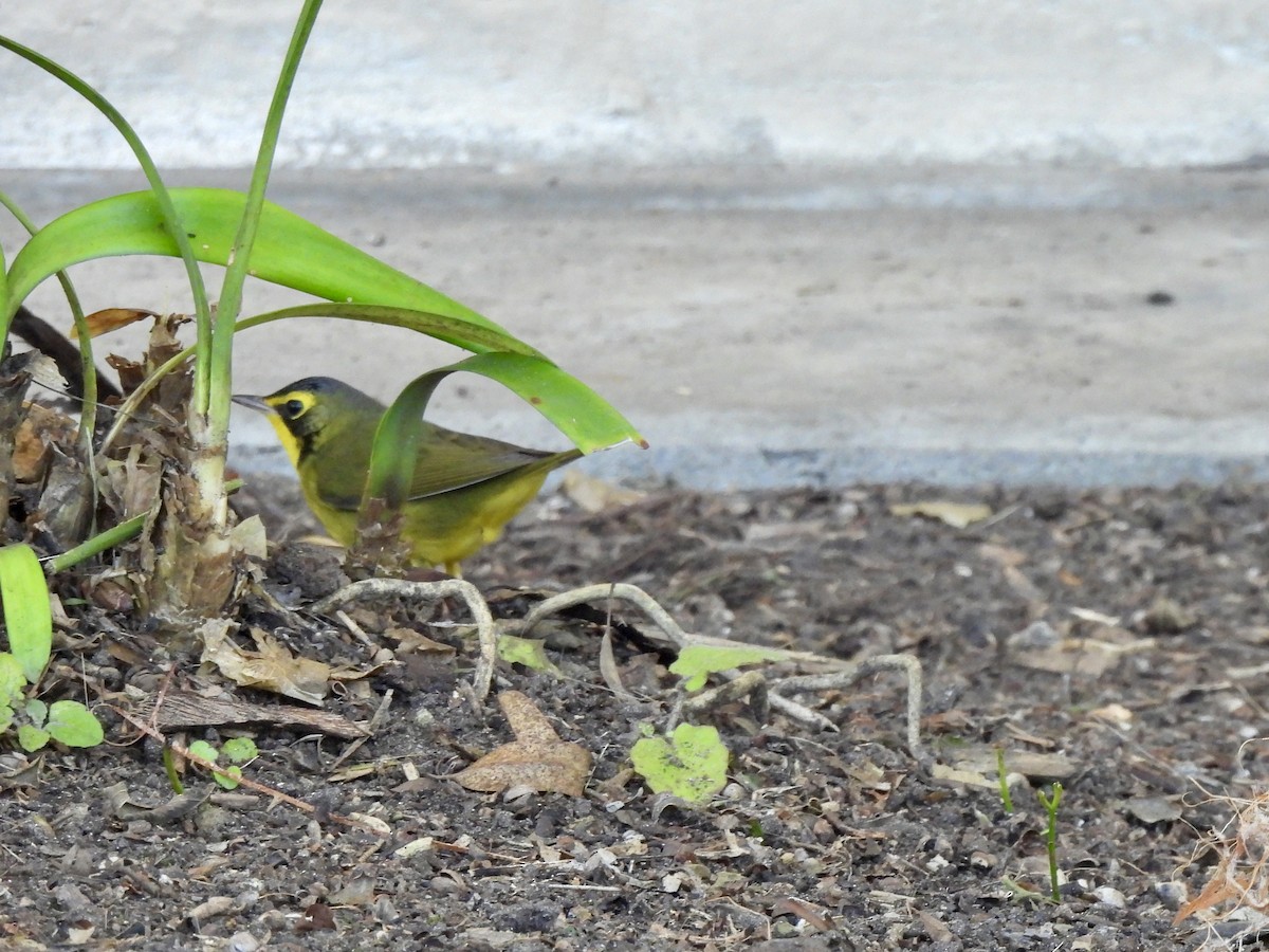 Kentaki Ötleğeni - ML646078290