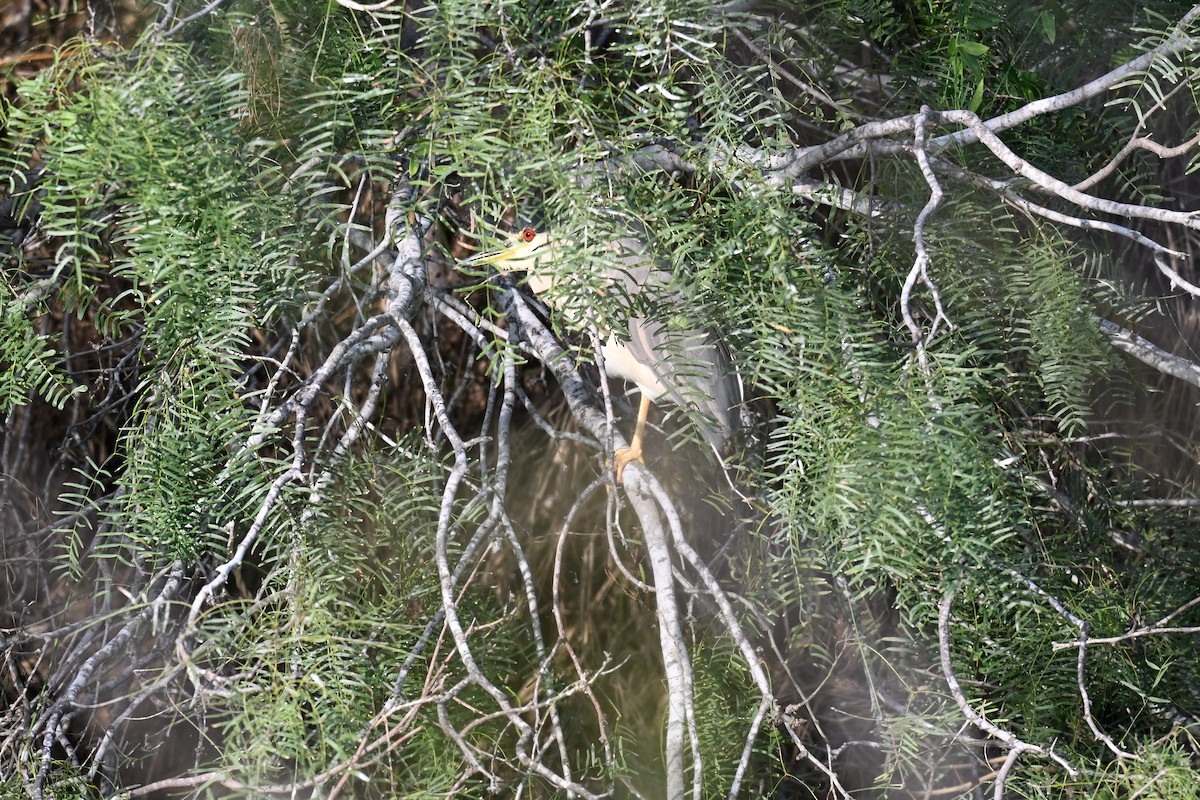 Black-crowned Night Heron - ML646078292