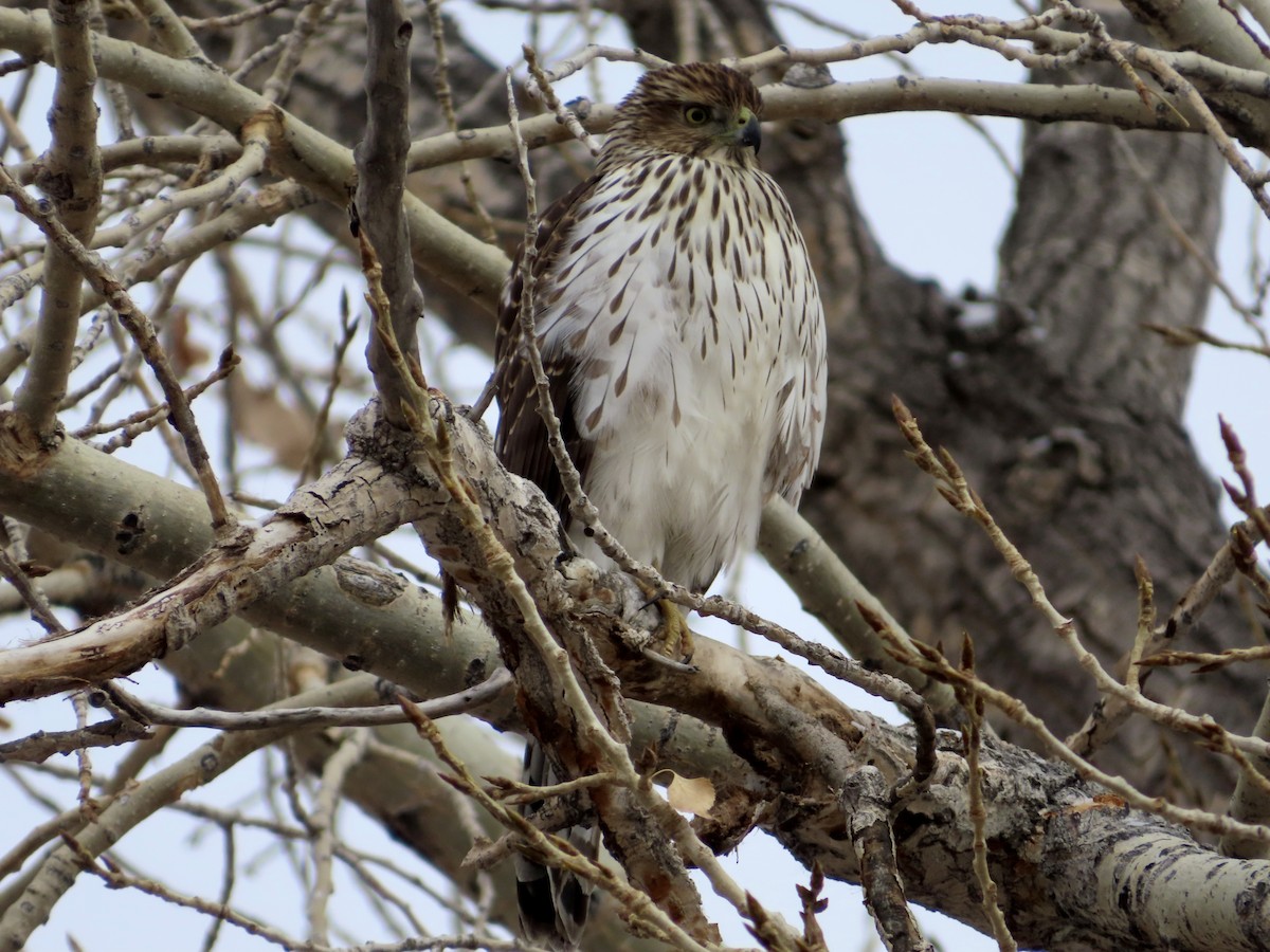 Cooper's Hawk - ML646078293