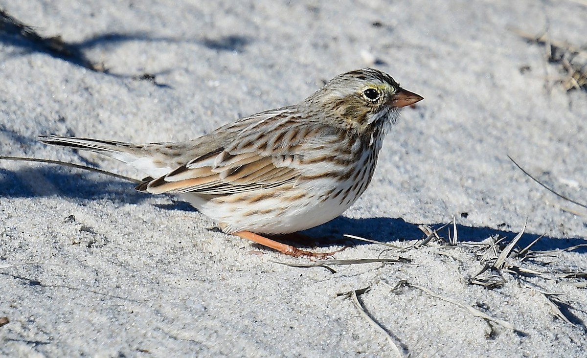 Grasammer (princeps) - ML646078295