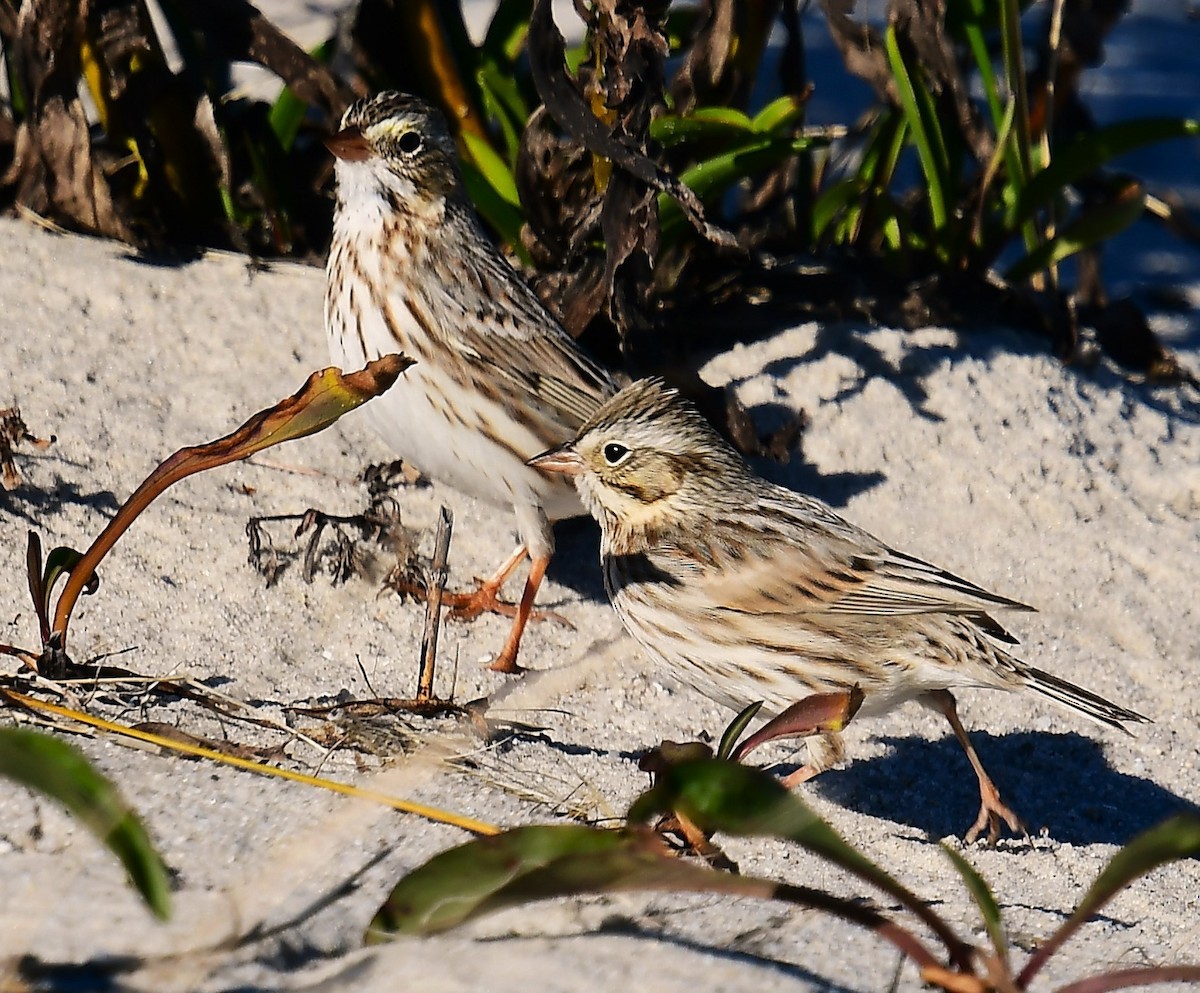 Grasammer (princeps) - ML646078307