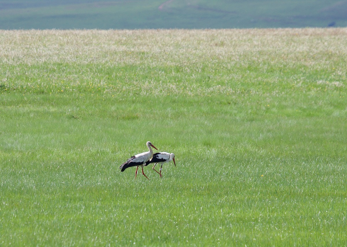 White Stork - ML64607831