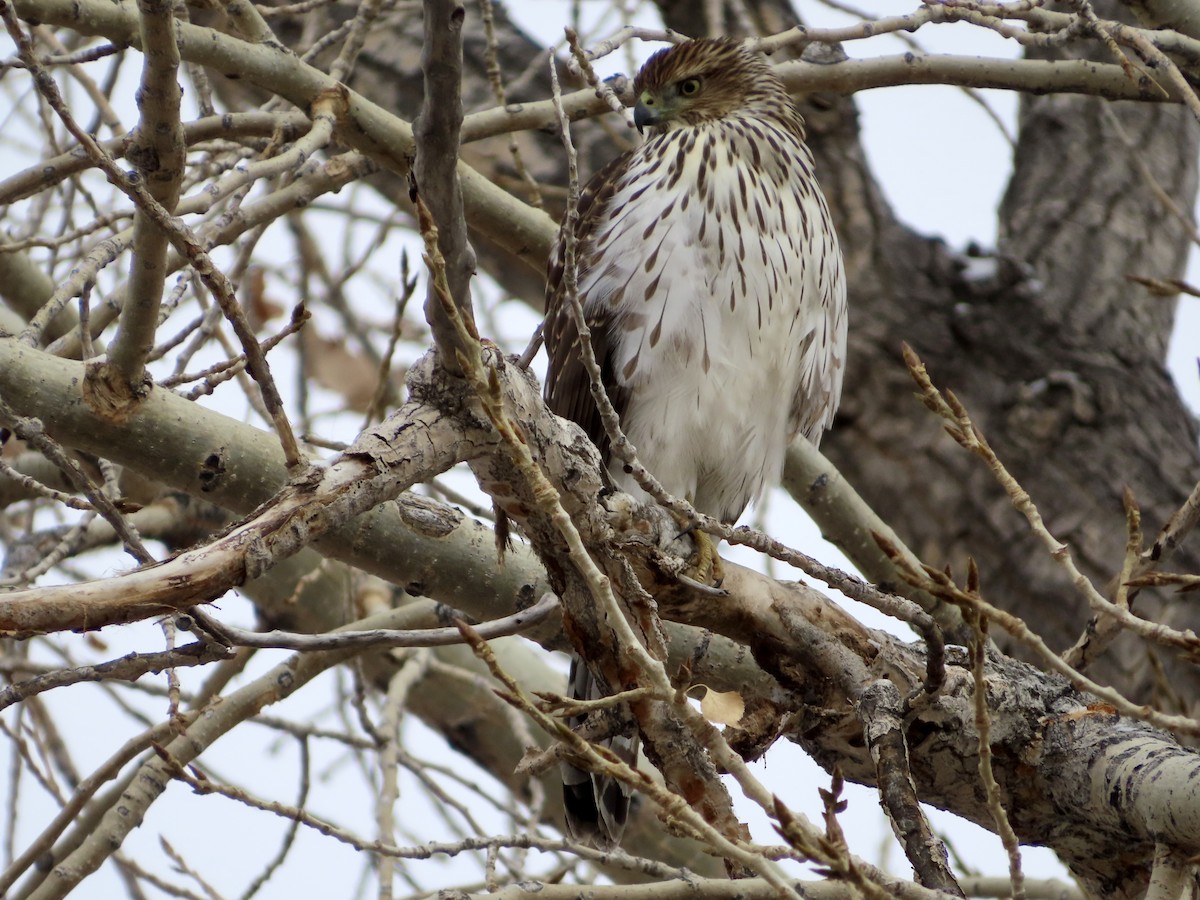 Cooper's Hawk - ML646078310