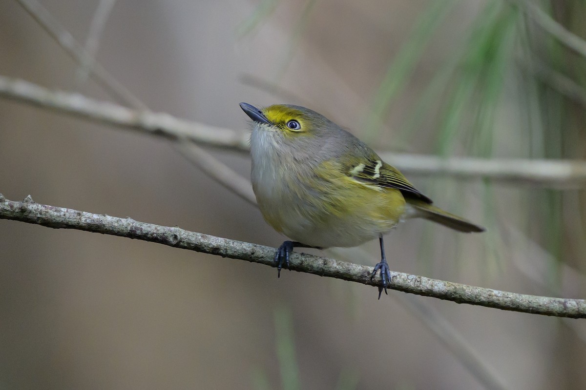 zelenáček bělooký - ML646078314