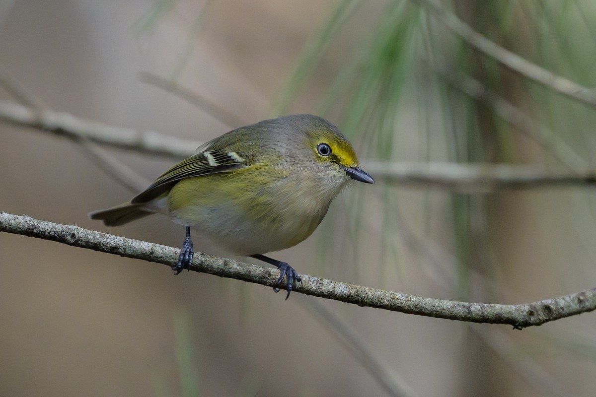 zelenáček bělooký - ML646078315